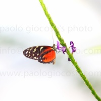 p.giocoso-1210-Costarica-monteverde-009