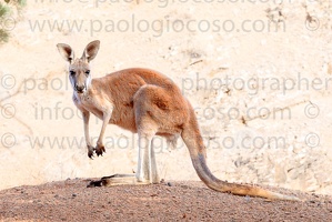 p.giocoso-0419-South Australia Landscapes-Flinders-046
