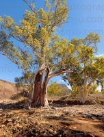 p.giocoso-0419-South Australia Landscapes-Flinders-047