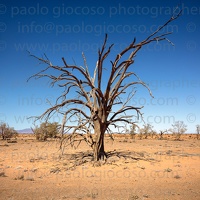 p.giocoso-0419-South Australia Landscapes-Flinders-053