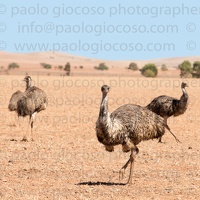 p.giocoso-0419-South Australia Landscapes-Flinders-056