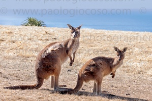 p.giocoso-0419-South Australia-Landscapes-Kangaroo-130