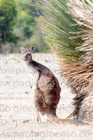 p.giocoso-0419-South Australia-Landscapes-Kangaroo-133