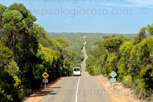 p.giocoso-0419-South Australia-Landscapes-Kangaroo-145