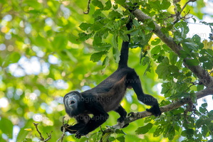 p.giocoso-0223- Costa Rica 023-059