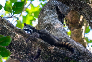 p.giocoso-0223- Costa Rica 023-062