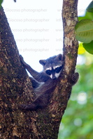 p.giocoso-0223- Costa Rica 023-063