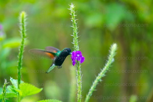 p.giocoso-0223- Costa Rica 023-084