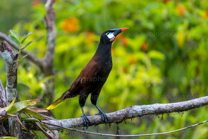 p.giocoso-0223- Costa Rica 023-089