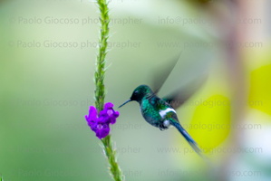 p.giocoso-0223- Costa Rica 023-090