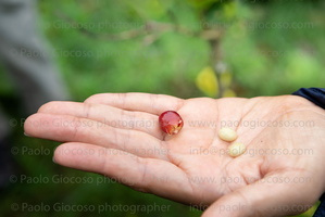 p.giocoso-0223- Costa Rica 023-131